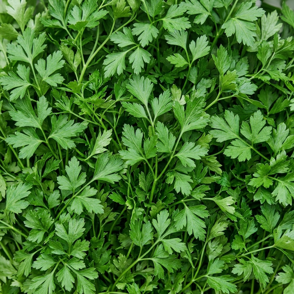 פטרוזיליה 🌿